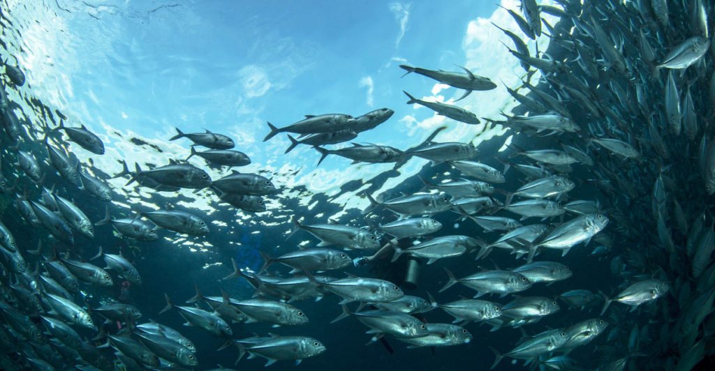 The Environmental Benefits of Sustainable Seafood