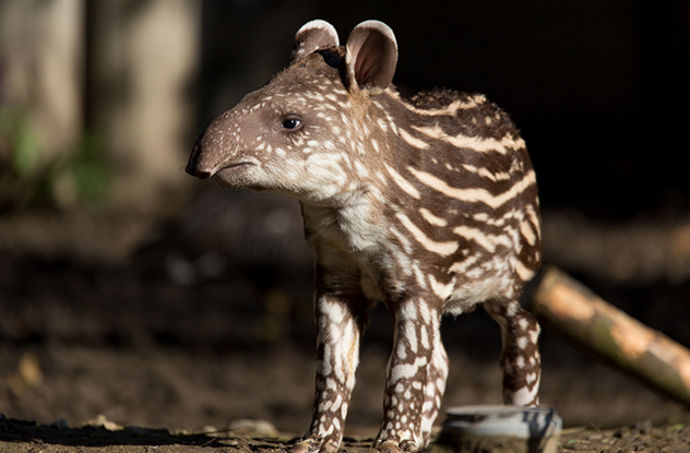 5 Things You Didn't Know About Tapirs