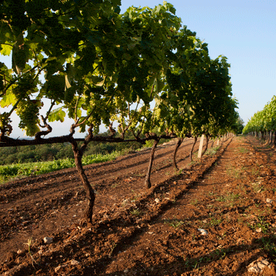 Wines of Greece Return to Australia