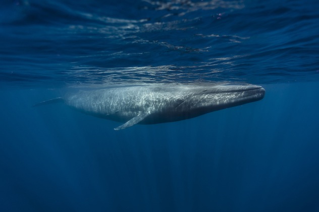 Blue Whale and Calf