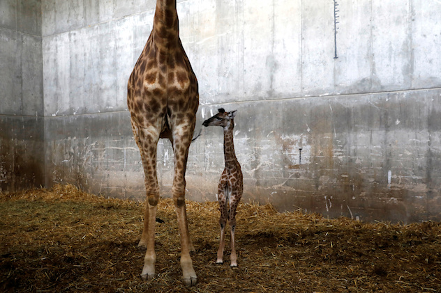Toy, a 10-day-old female giraffe named after Israeli singer Netta Barzilai's song "Toy", winner of the 2018 Eurovision Song Contest, is seen with its mother Laila in their pen at Jerusalem's Biblical Zoo, May 21, 2018. REUTERS/Ronen Zvulun     TPX IMAGES OF THE DAY - RC1B0BE7C090