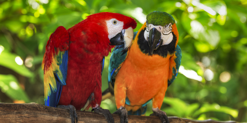 Rainbow birds: why parrots can turn a certain colour