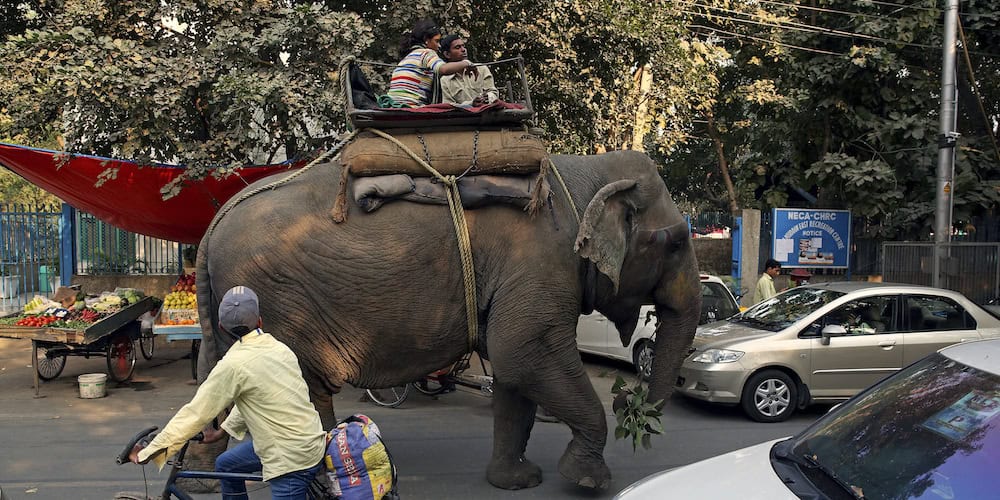 Shocking new video shows the dark side of elephant riding MiNDFOOD