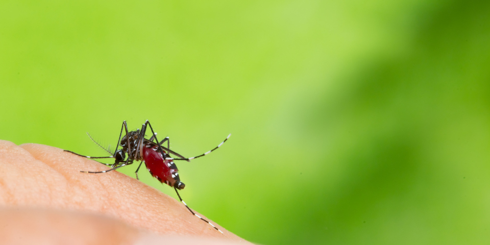 As temperatures rise in Europe so does the threat of tropical disease outbreaks