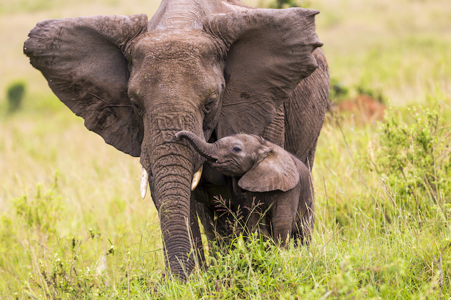 Kenya’s elephant numbers double over three decades