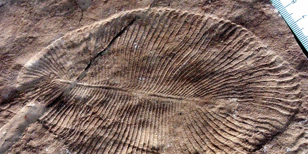 Oldest known animal – scientists discover 558m-year-old fossils