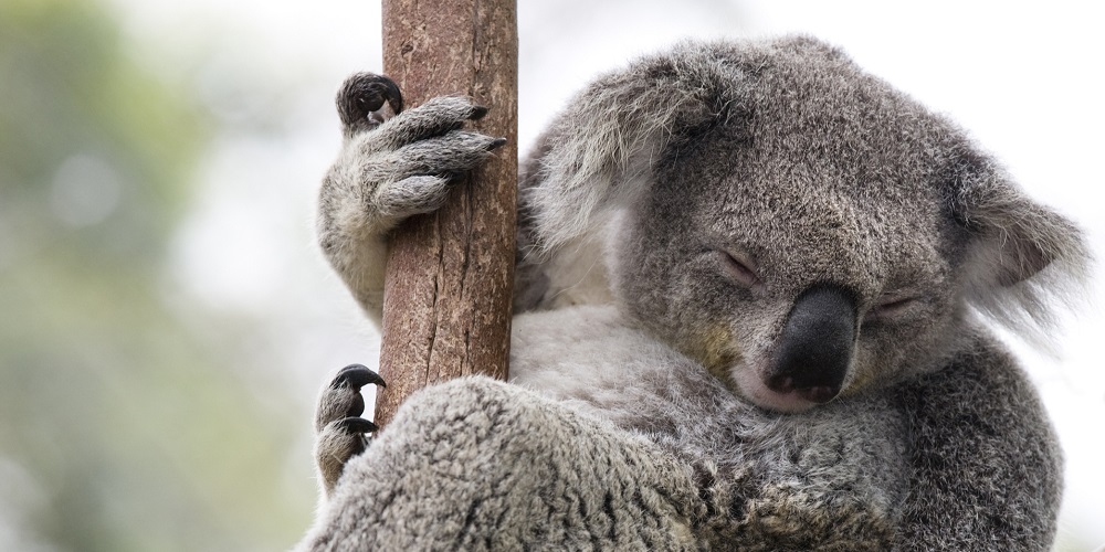 Koalas face extinction in NSW by 2050, scientists warn
