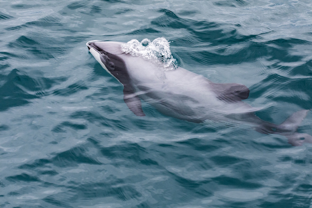 The world's smallest and rarest marine dolphin, Akaroa Harbour, New Zealand.