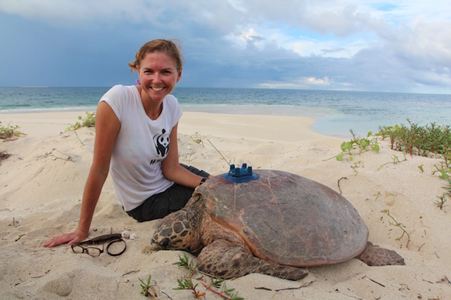 Christine Hof, Marine Species Project Manager, with hawksbill turtle that has been paired with a satellite tracker, Milman Island.