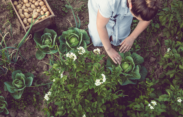 The 5 best reasons to grow your own food