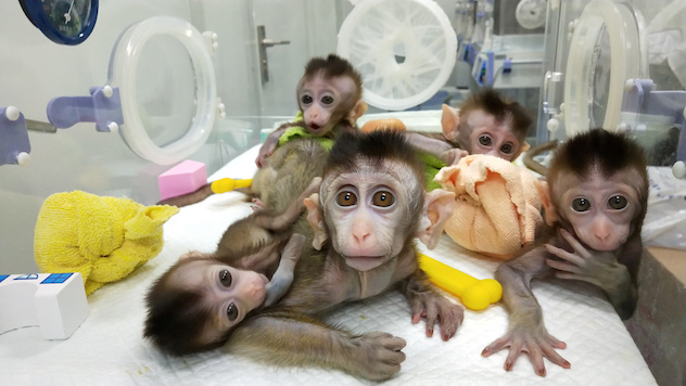 Monkeys cloned from a gene-edited macaque with circadian rhythm disorders are seen at the Chinese Academy of Sciences in Shanghai, China in this handout picture provided by the Institute of Neuroscience of the Chinese Academy of Sciences on January 24, 2019.  Chinese Academy of Sciences/Handout via REUTERS 