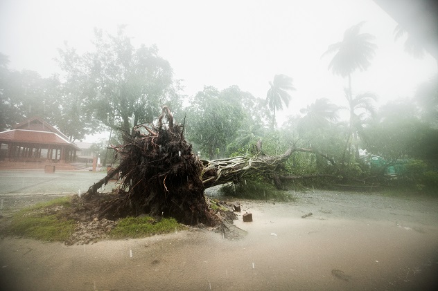 A fallen tree is seen as tropical storm Pabuk approaches the southern province of Nakhon Si Thammarat, Thailand, January 4, 2019. REUTERS/Krittapas Chaipimon