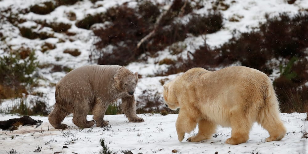 Hamish the polar bear and his mother Victoria walk in the Highland Wildlife Park in Kincraig, Scotland, Britain, December 16, 2018. REUTERS/Russell Cheyne - RC18DCDF4280