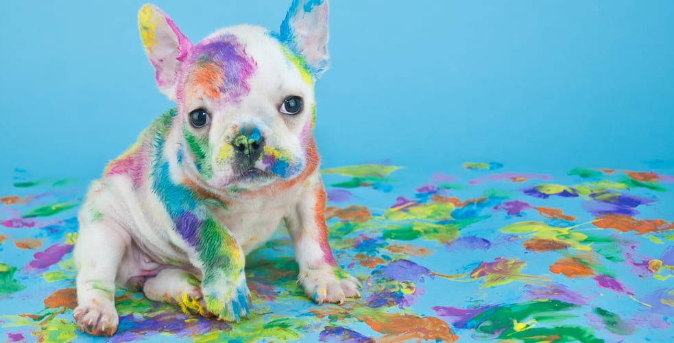 Silly little French Bulldog that looks like she got into the art teachers paint supplies, on a blue background with copy space. (Silly little French Bulldog that looks like she got into the art teachers paint supplies, on a blue background with copy s
