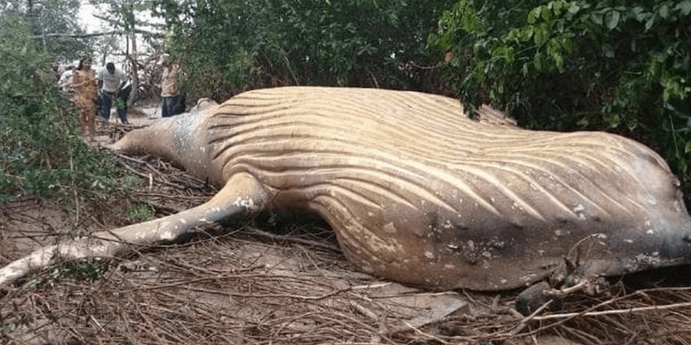 Mystery surrounds dead humpback whale discovered in Amazon rainforest