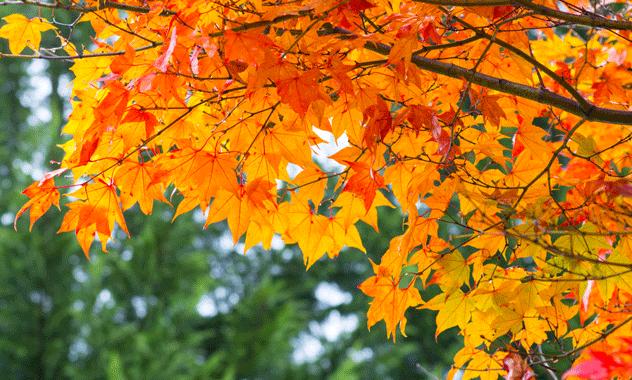 Bright Autumn Festival