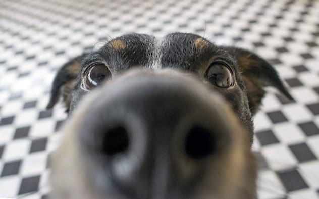 Dogs can smell when a seizure is about to begin
