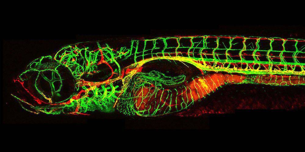 Glowinthedark zebrafish overturn 100year medical theory MiNDFOOD