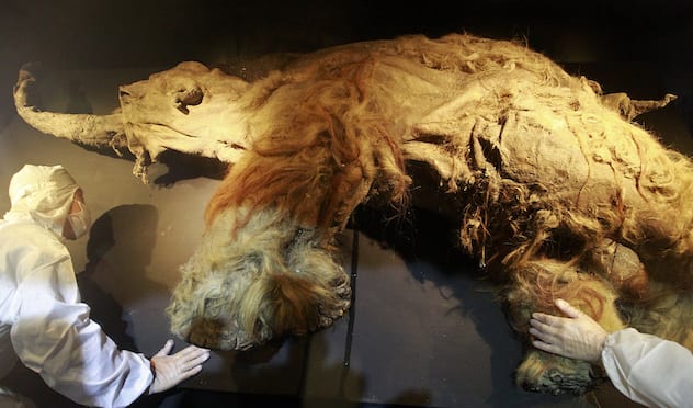 Scientists are one step closer to reviving the woolly mammoth