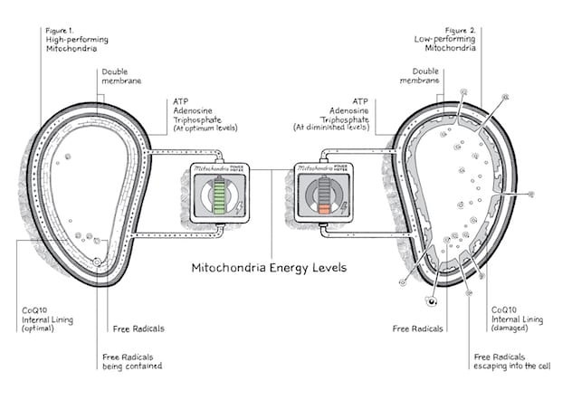 How to recharge your body and Mitochondria