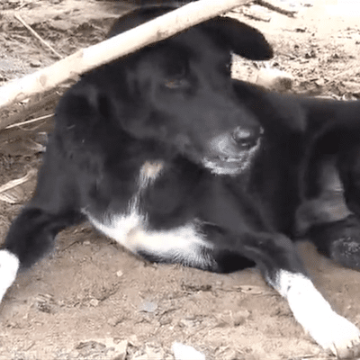 Disabled dog Ping Pong rescues baby buried alive by teen mum in Thailand
