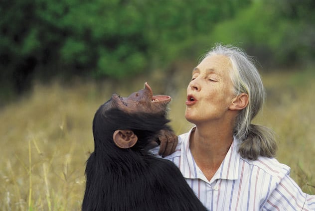 Jane Goodall with Uruhara pant-hooting, 1996.