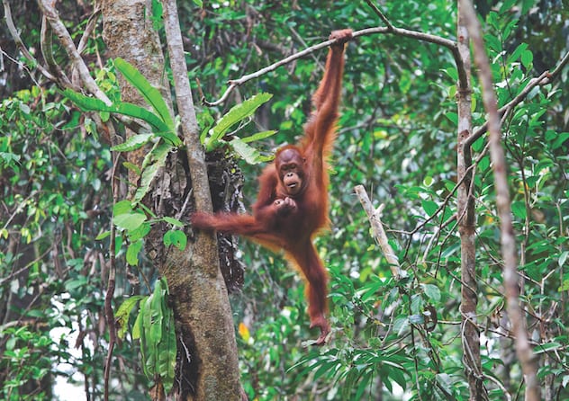 Must-visit Malaysia destinations: Orangutan Rehab Centre