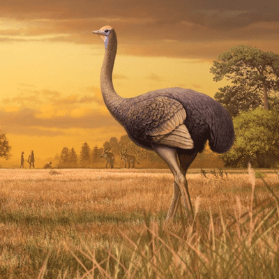 Meet the half-tonne birds that lived alongside early humans