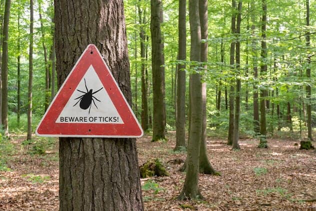 What is Lyme Disease?