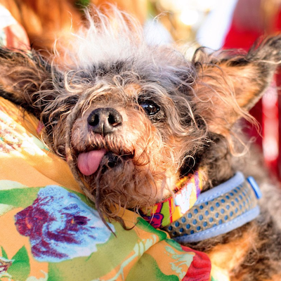 Scamp the Tramp - World's ugliest dog