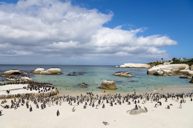 5-day itinerary for Cape Town: Boulders Beach
