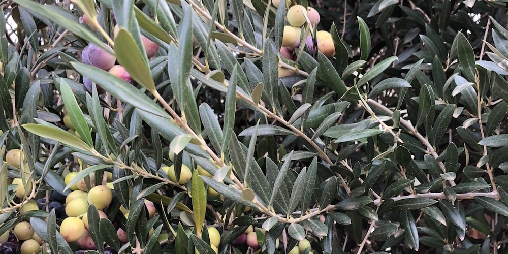 Health benefits of Olive leaf extract