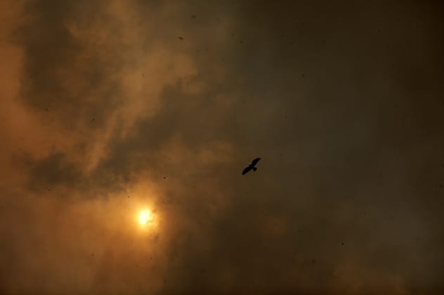 Sunlight is barely able to get through as the forest fires continue to smoulder. REUTERS