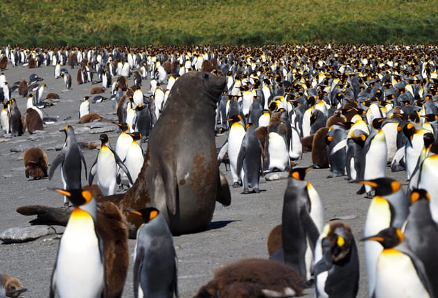 Even the tallest king penguins are dwarfed by the presence of nearby elephant seals. PAMELA WADE