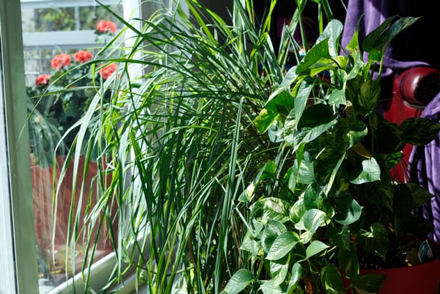 House plants are hard at work while you admire them. ISTOCK