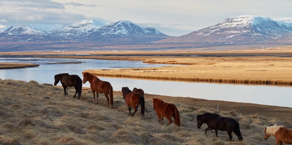 Icelandic horses make their way across one of the many stunning landscapes you'll encounter on an Arctic cruise.