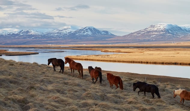 Icelandic horses make their way across one of the many stunning landscapes you'll encounter on an Arctic cruise.
