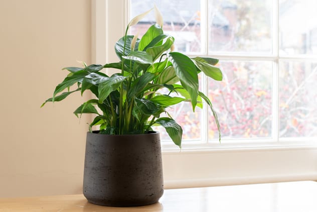 A peace lily is not only a gorgeous addition to the living room but it sucks up all that nasty mould in the air. ISTOCK