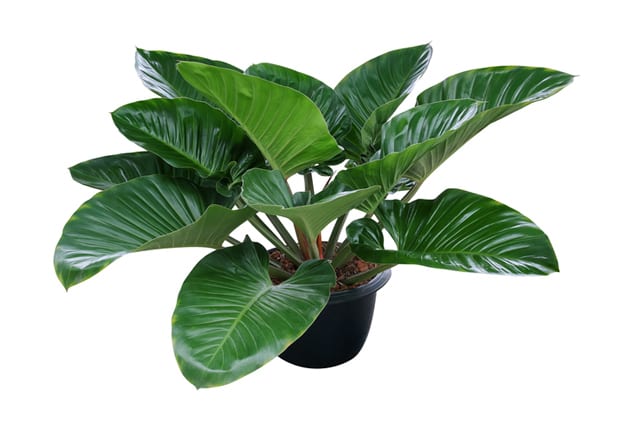 The vibrant green philodendron plant adds colour to your living space while also removing fromaldehyde from the atmosphere. ISTOCK