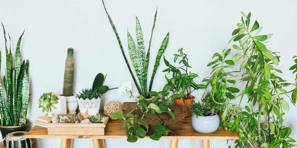 There are so many house plants to choose from, and many of them do far more than just pretty up your living space. ISTOCK