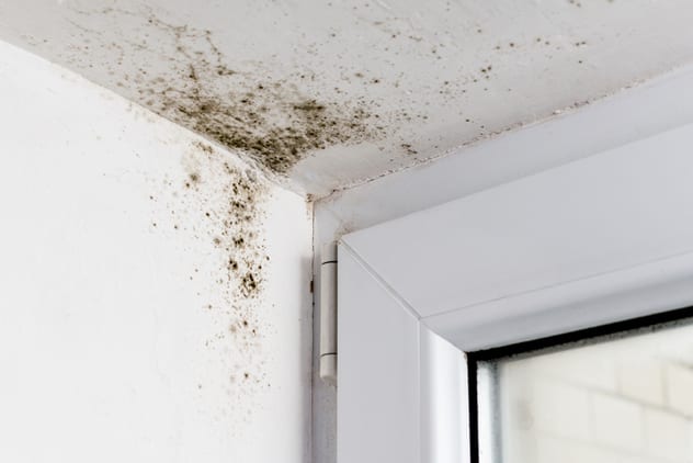 Mould can build up over winter, so stop it in its tracks before it starts getting warmer. ISTOCK