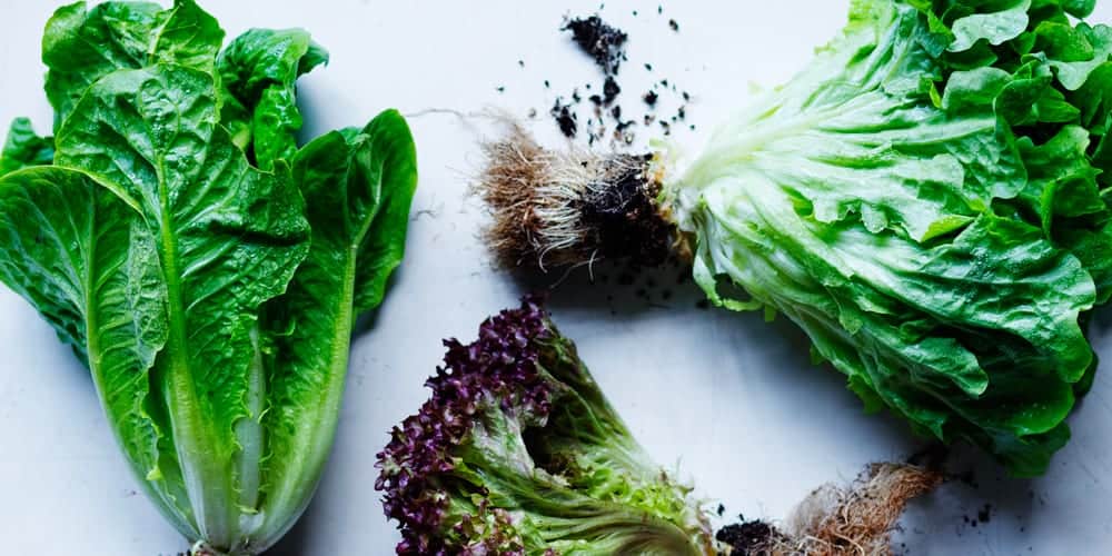 Everything You Need To Know About Lettuce