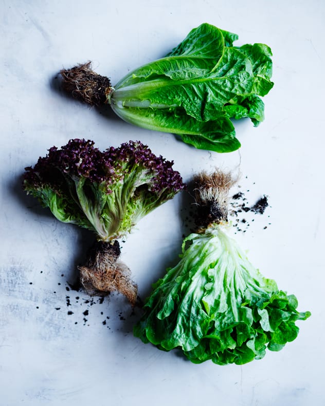 Everything You Need To Know About Lettuce