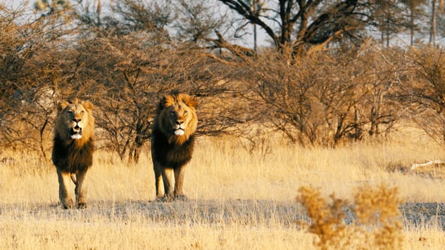 At one with nature: Meeting lions in the wild. KARLIEN GELDENHUYS