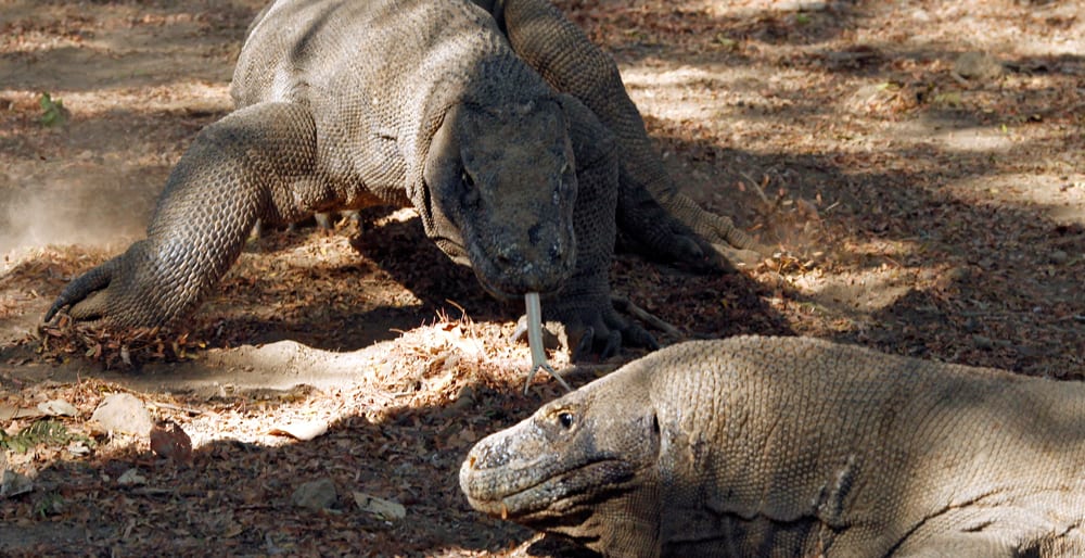 Komodo Island is home to the famed and fearsome Komodo dragon. REUTERS