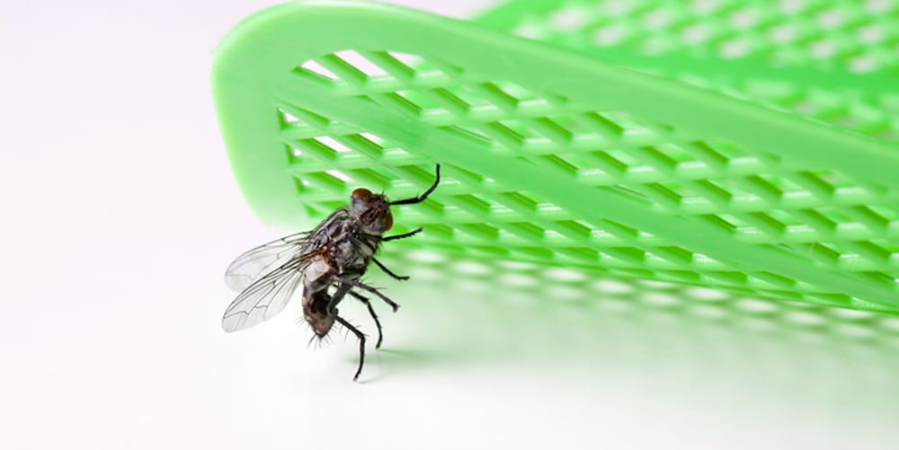 Arming yourself with a fly-swat will only get you so far in your quest to rid the house of flies. ISTOCK