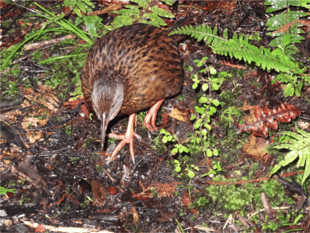 weka on stewart island