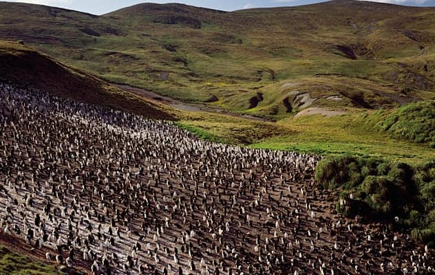 Penguin colonies numbering in their hundreds of thousands have long called Macquarie Island home.