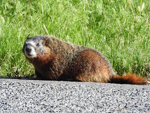 muskrat, Twin Falls, Idaho