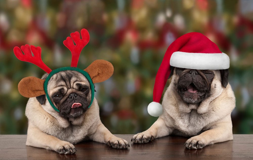 Christmas foods you should never feed to your pets